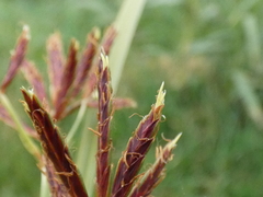 Cyperus longus