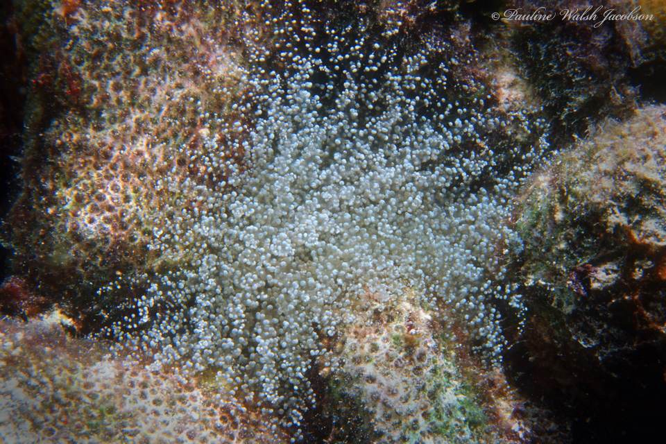 Atlantic beaded anemone