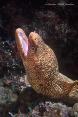 Gymnothorax miliaris