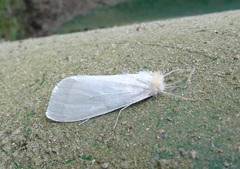 Schoenobiinae
