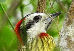 Xiphidiopicus percussus