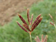Cyperus longus