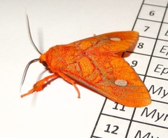 Phaegopterina