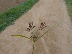 Cyperus longus