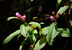 Melastoma malabathricum