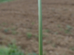 Cyperus longus