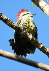 Xiphidiopicus percussus