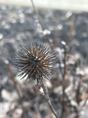 Echinacea purpurea