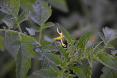Solanum lycopersicum