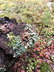 Cladonia digitata