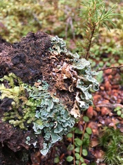 Cladonia digitata
