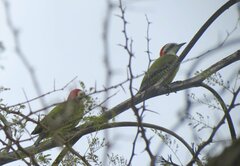 Xiphidiopicus percussus