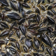 Brachidontes