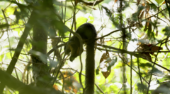 Ratufa bicolor
