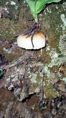 Mycena carmeliana