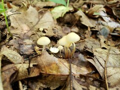 Marasmius delectans