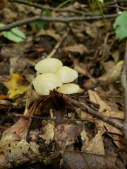 Marasmius delectans