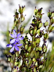 Aristea rigidifolia