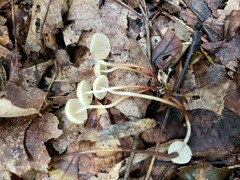 Marasmius delectans