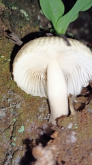 Mycena carmeliana