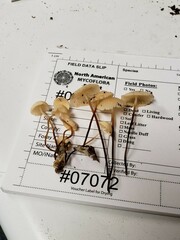 Marasmius delectans