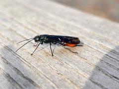 Sirex nigricornis