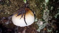 Mycena carmeliana
