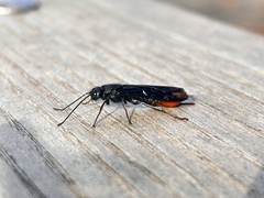 Sirex nigricornis