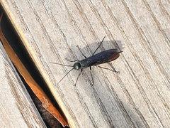 Sirex nigricornis