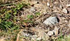 Anonconotus mercantouri