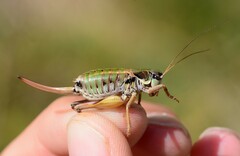 Anonconotus mercantouri