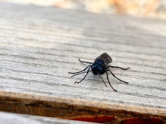 Sirex nigricornis