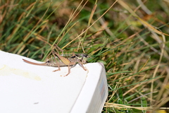 Anonconotus mercantouri