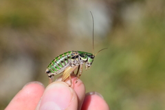 Anonconotus mercantouri