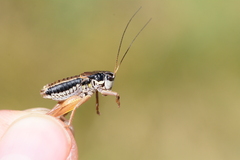 Anonconotus mercantouri
