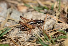 Anonconotus mercantouri