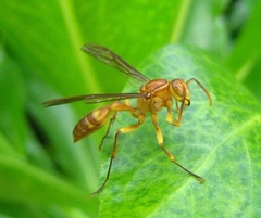 Parapolybia