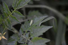 Draeculacephala minerva