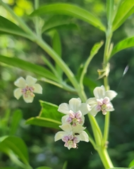 Asclepias