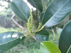 Byrsonima