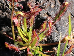 Drosera capensis