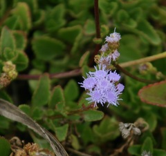 Ageratum maritimum