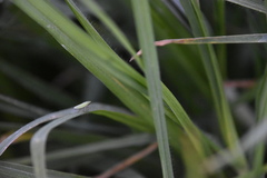 Draeculacephala minerva