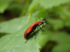 Pyrochroa serraticornis