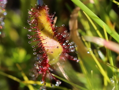 Drosera capensis