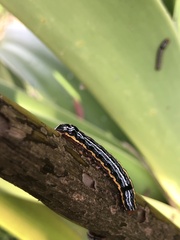 Spodoptera picta