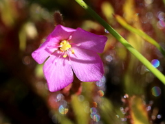 Drosera capensis