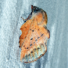 Phyllodesma tremulifolia