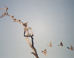 Nymphicus hollandicus