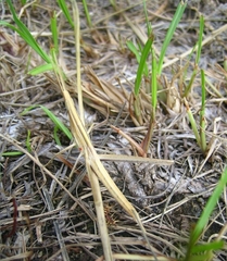 Achurum carinatum